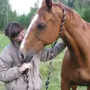 horse_portrait_128x128_gray_bg